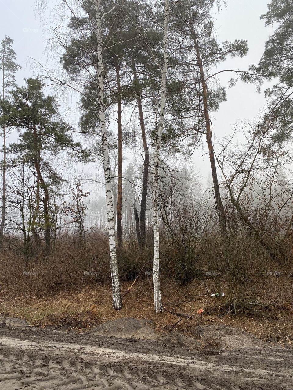 birch trees in autumn