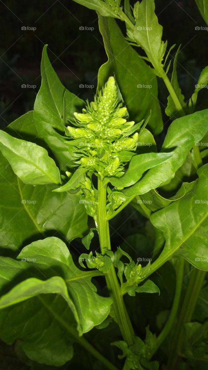 spinach plant