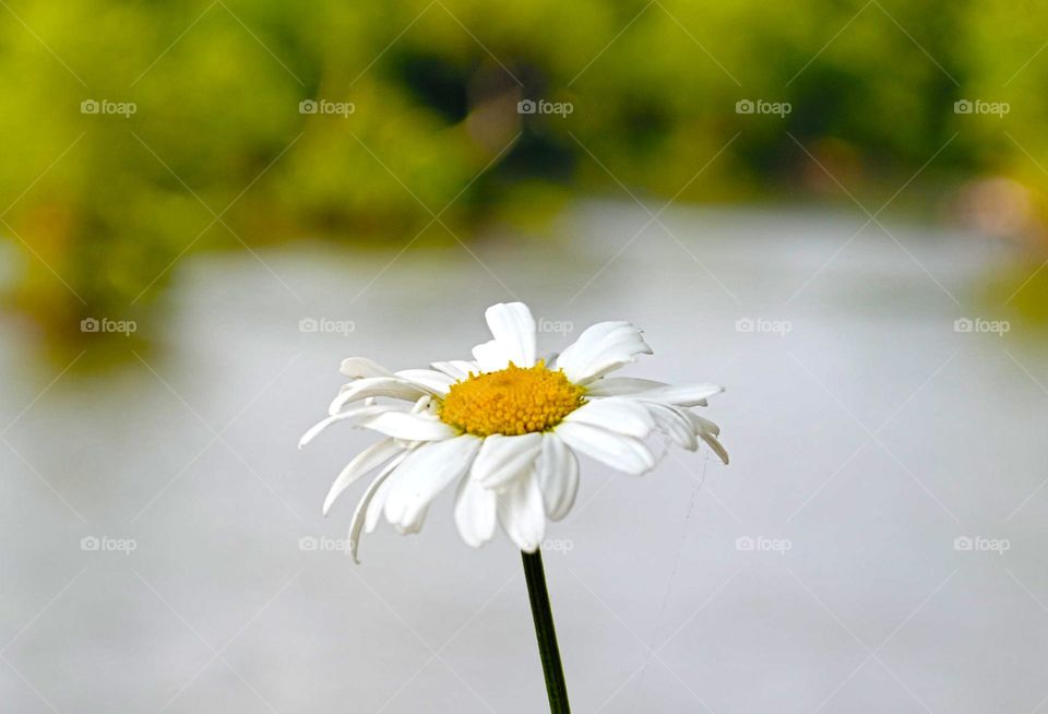 bloom beautiful alone