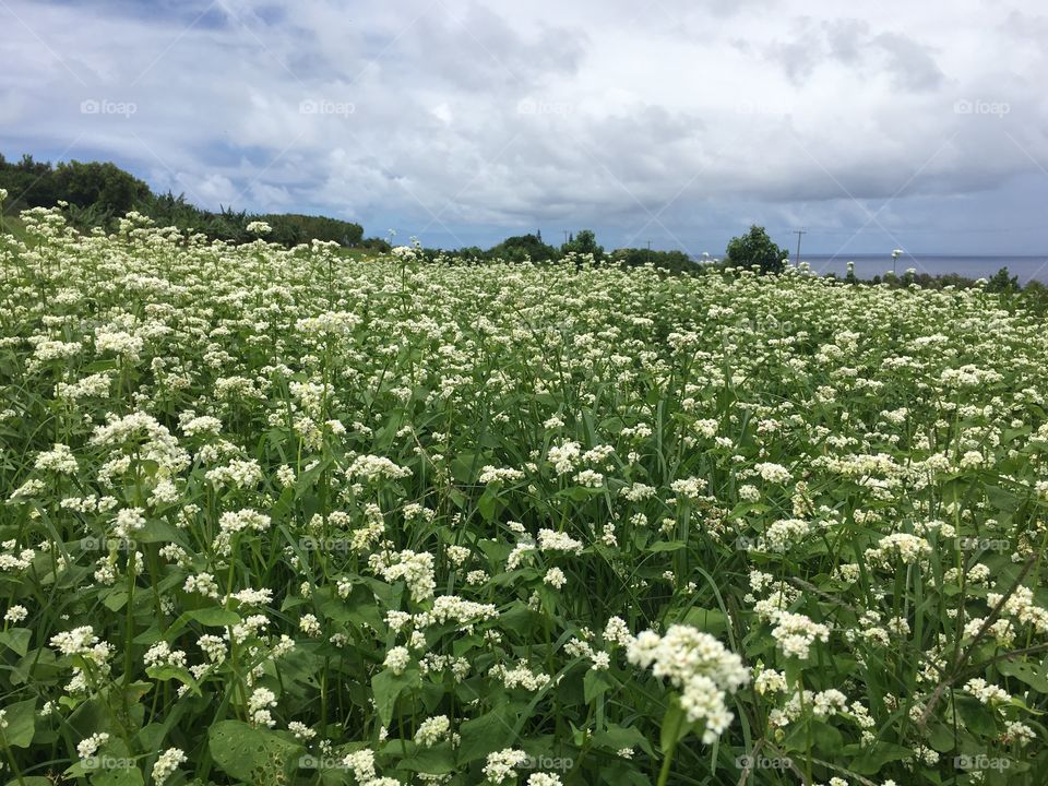 Organic Farm in Hana HI