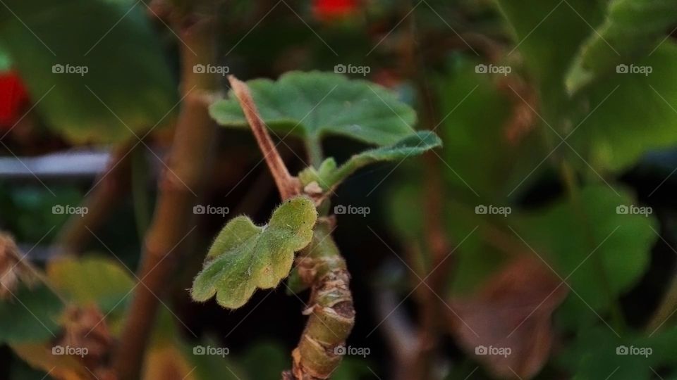Macro photo of green grass growing in the garden