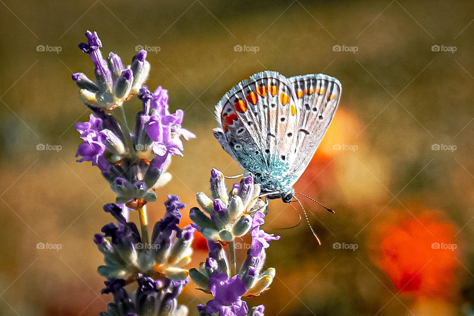 A blue month butterfly