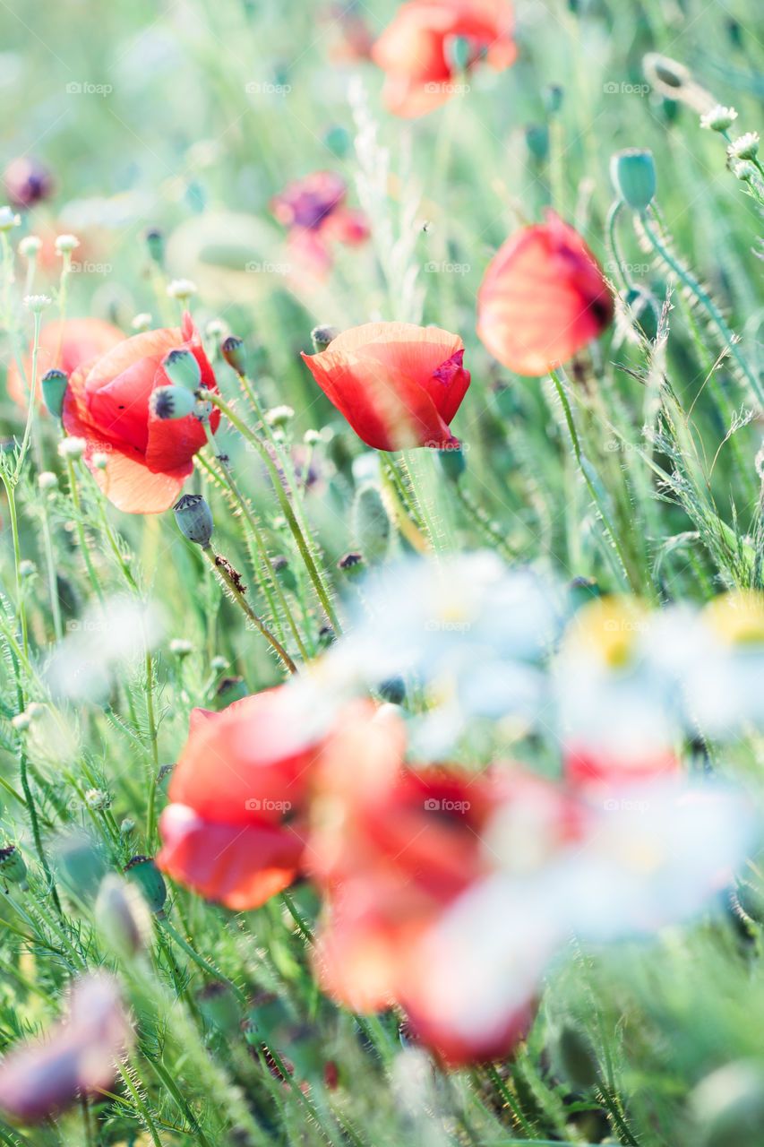 Poppies flowers and other plants in the field. Flowery meadow flooded by sunlight in the summer