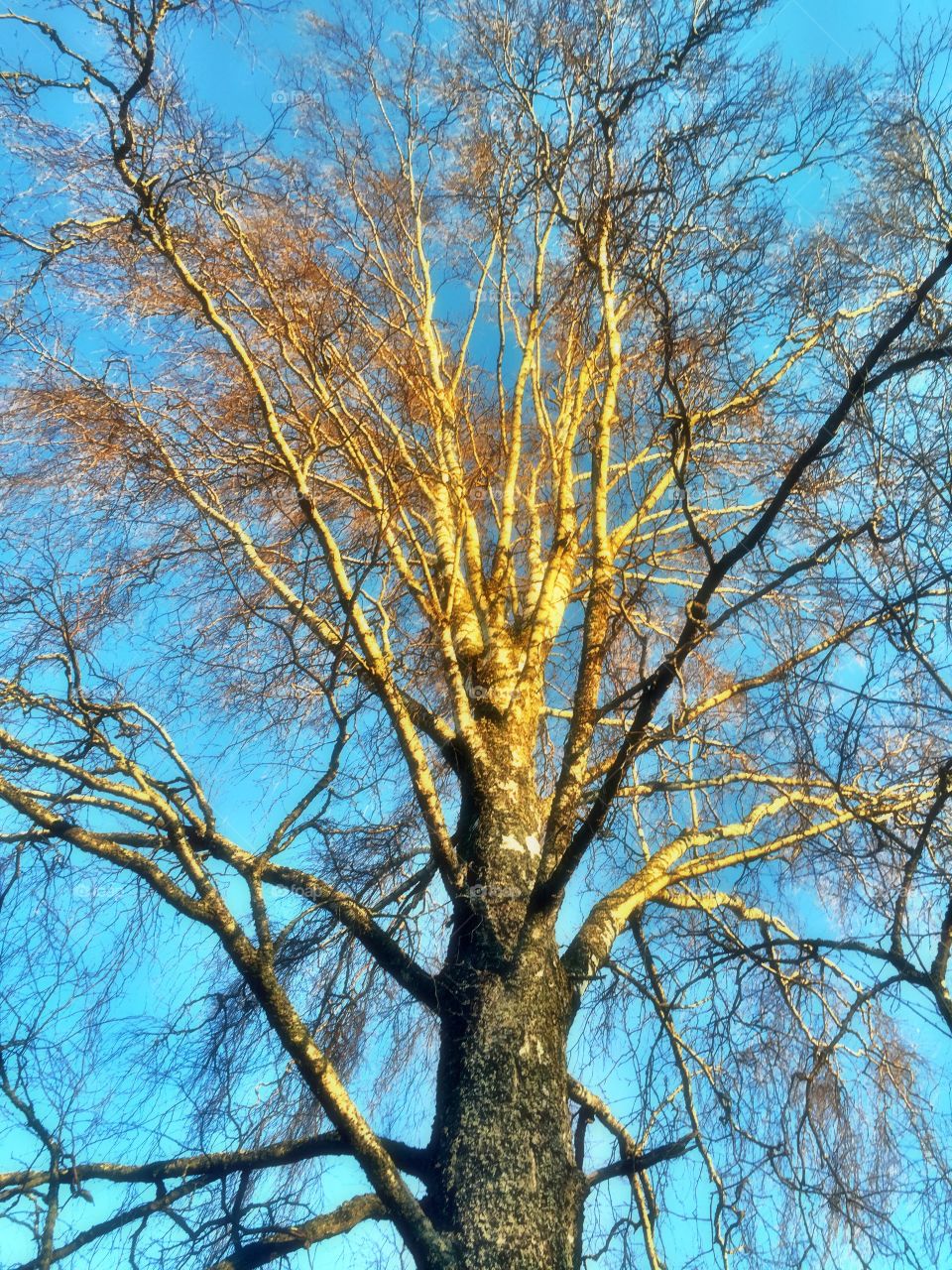 Growing high. Old birch in the sunlight