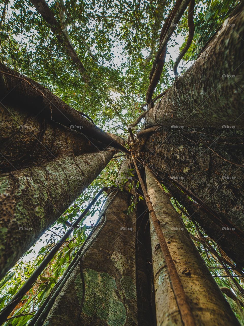 Low angle view of tree trunks