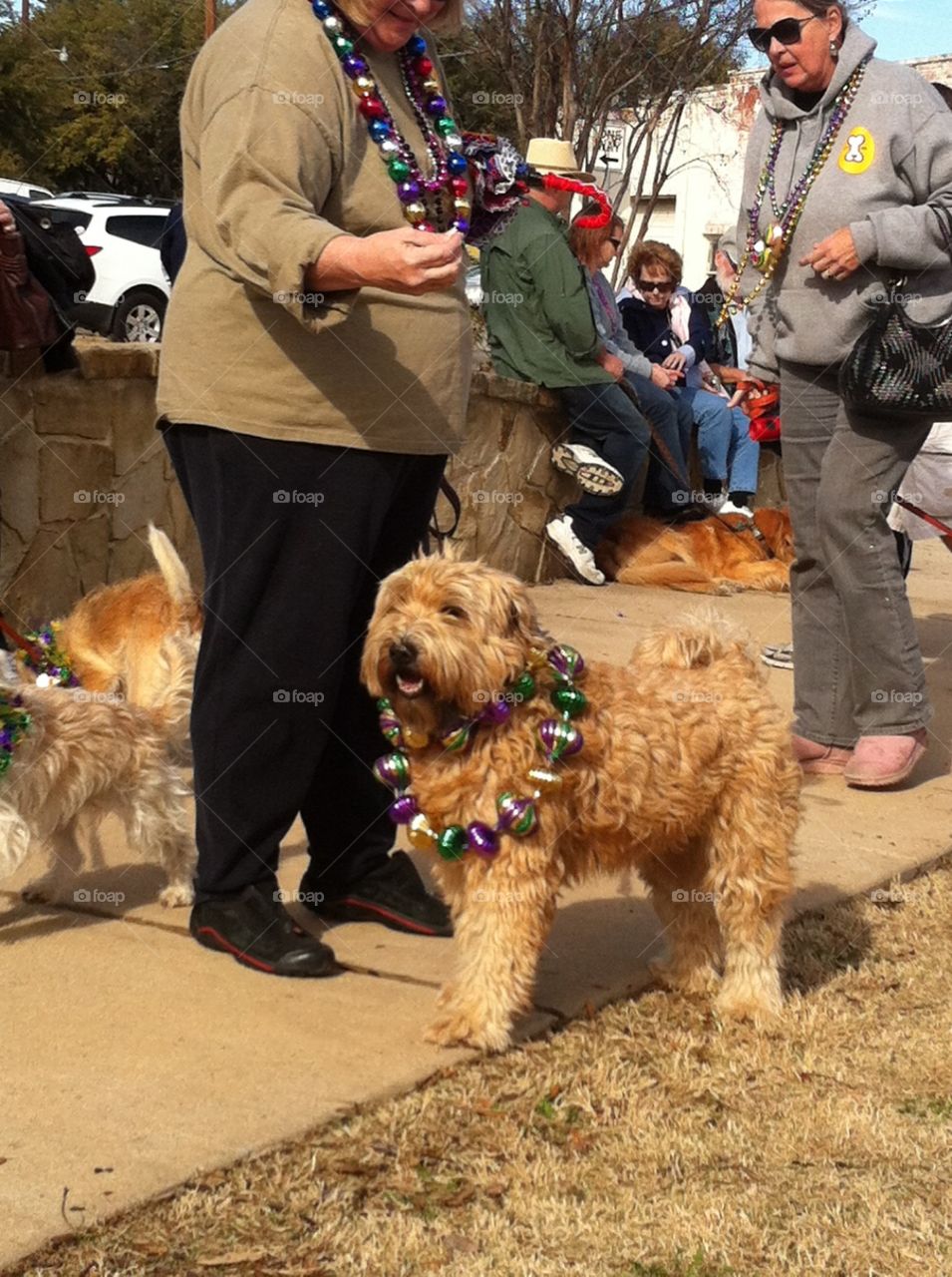 Dog day parade, McKinney, Texas, dawgy, cute, furry, pet, canine, curly, scruffy, mutt, cur, play, leash, schnoodle, doodle, terrior, pounce, dog park, Halloween, dog costume, adorned, fall, awesome, community, event, families, fun, silly, whimsical