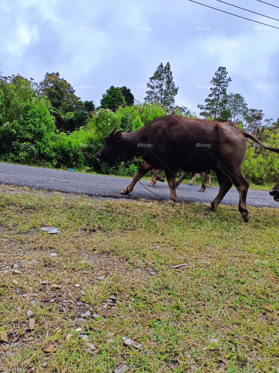 Buffalo family returns to the stable after pasture, Domestic Asian water buffalo