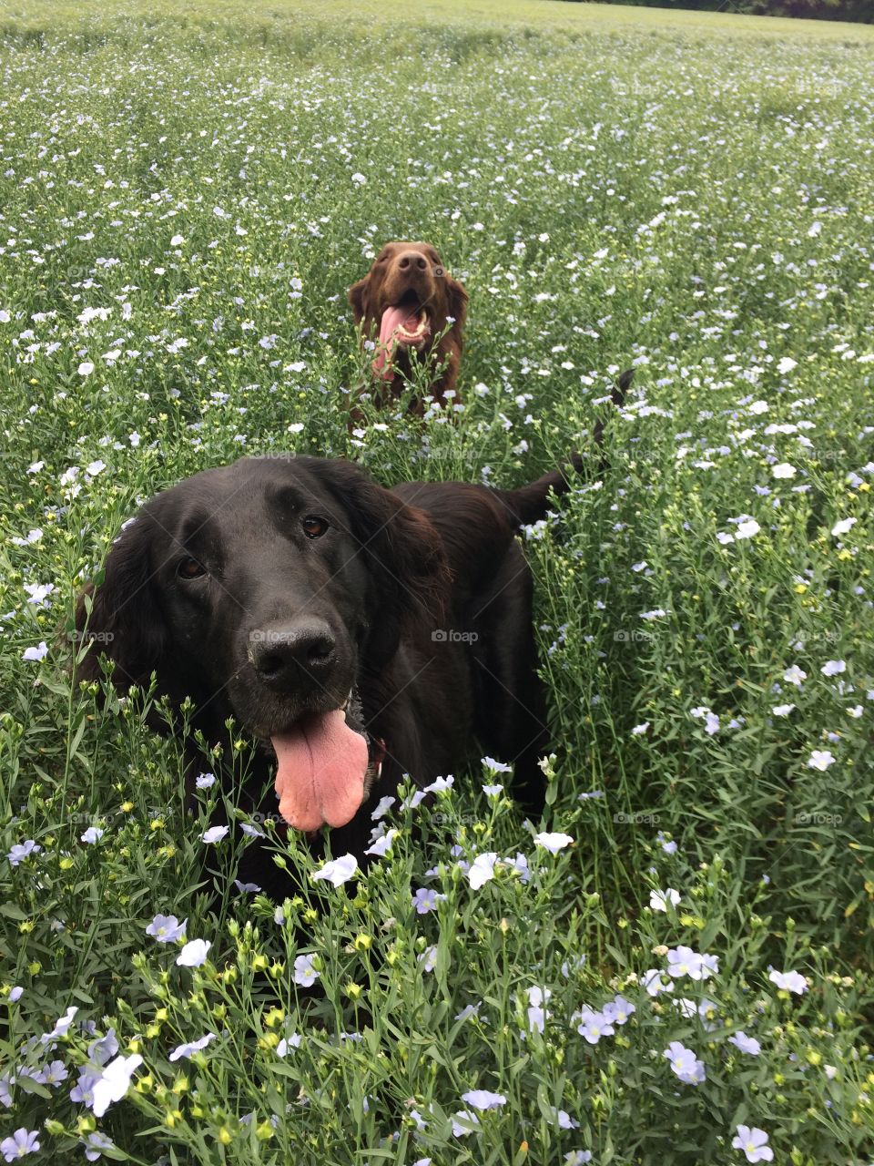 Flatcoats in linseed flowers 