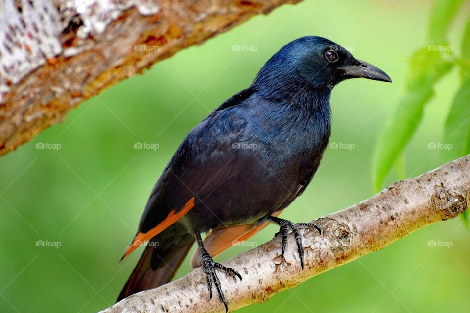 Black bird with orange tail feathers