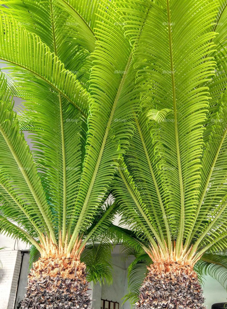 Sago palm potted plants growing strong, has lush and beautiful leaves, they are precious plants in tropical and subtropical gardens.