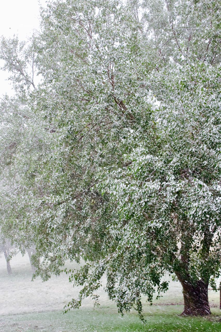 The season’s first snow against the backdrop of a large, leafy tree 