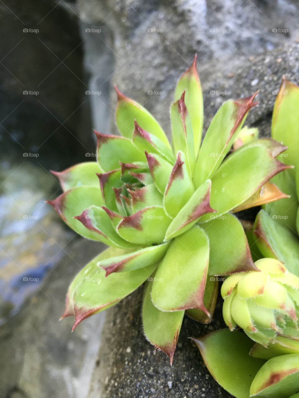 Cactus by water fountain.