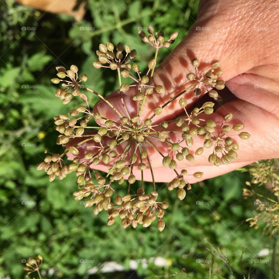 Dill seed in the garden 