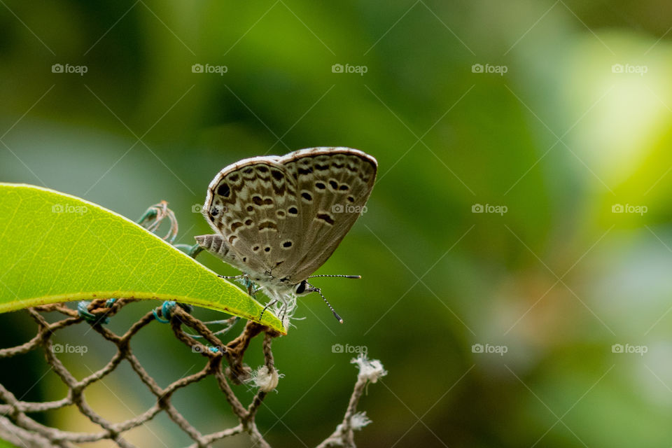 Common Blue Butterfly