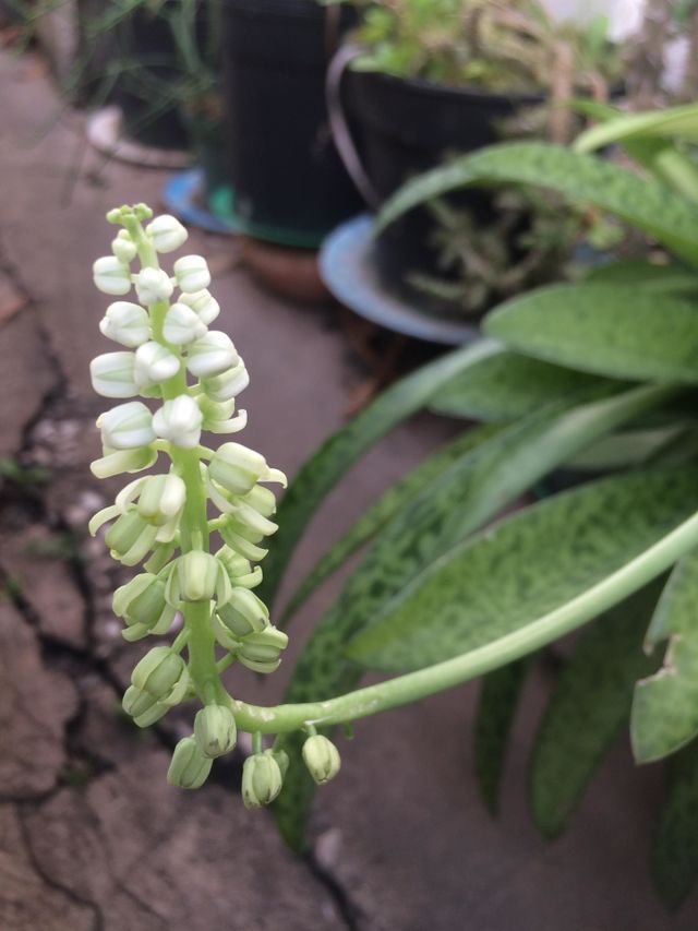 White & Green Bloom