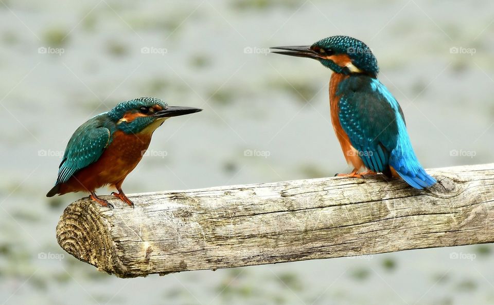 A pair of kingfishers On a post