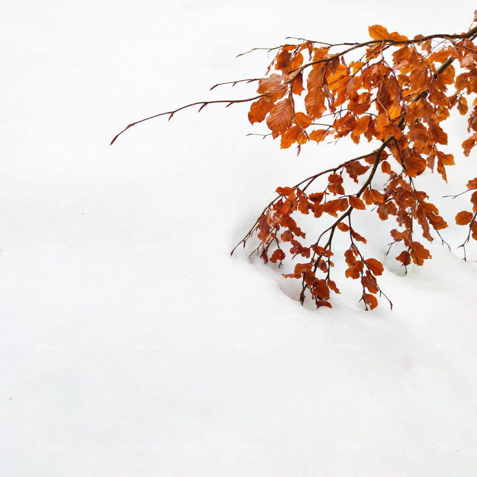 Snow and autumn leaves