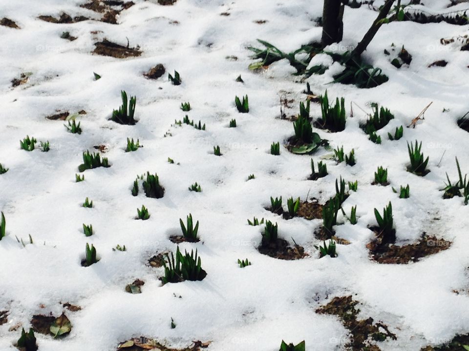 Nature. First flowers