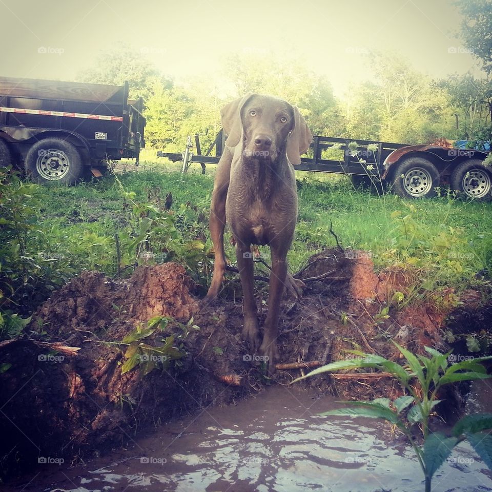 Water Logged Weim