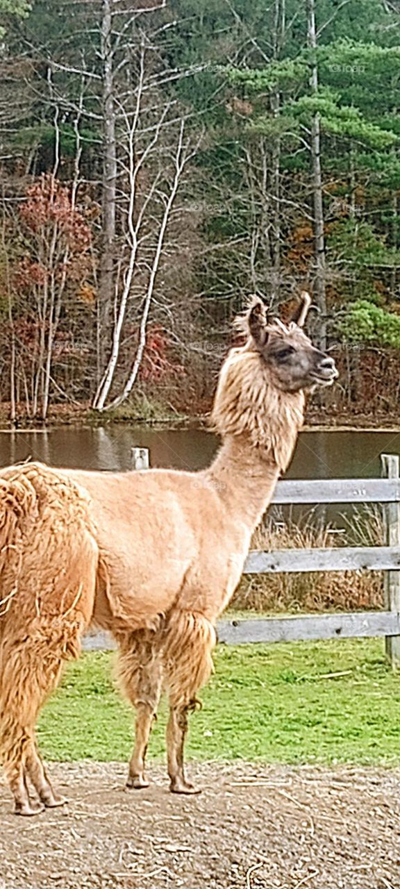 Golden Llama in Autumn