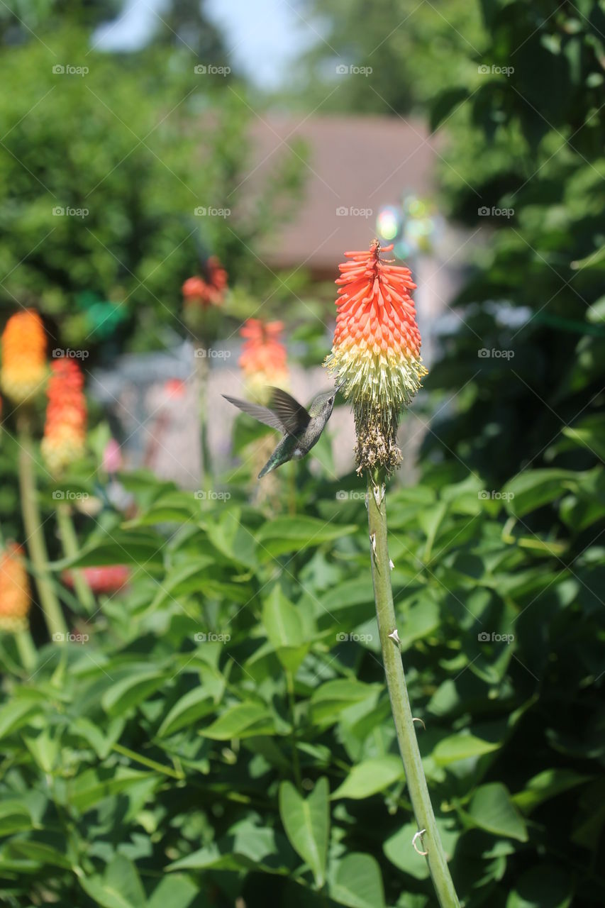 Hummingbird in action