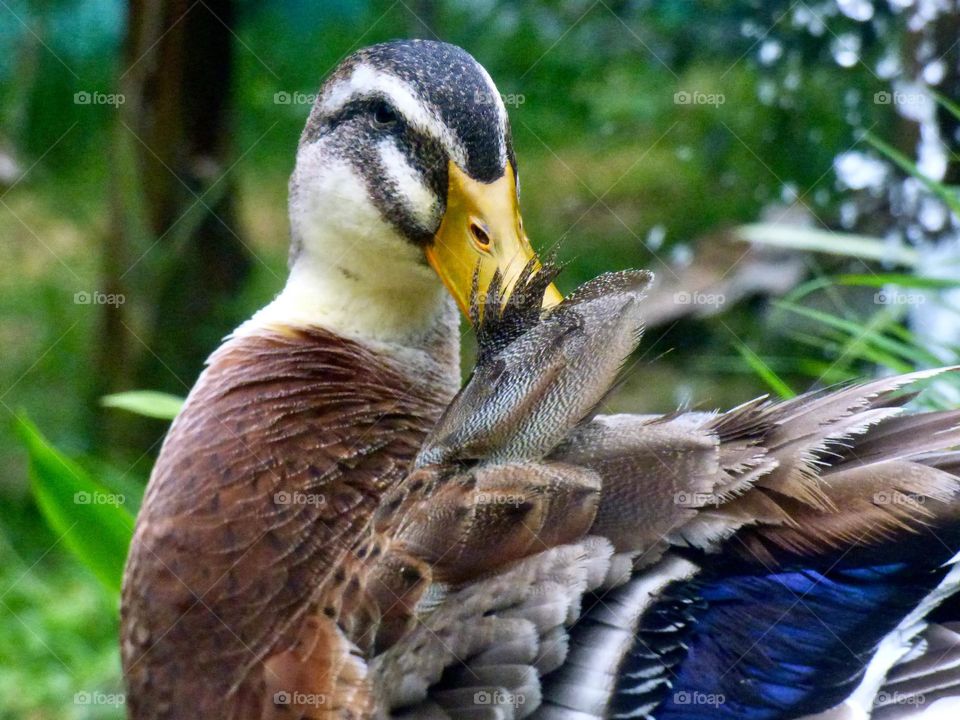 Beautiful duck. Color