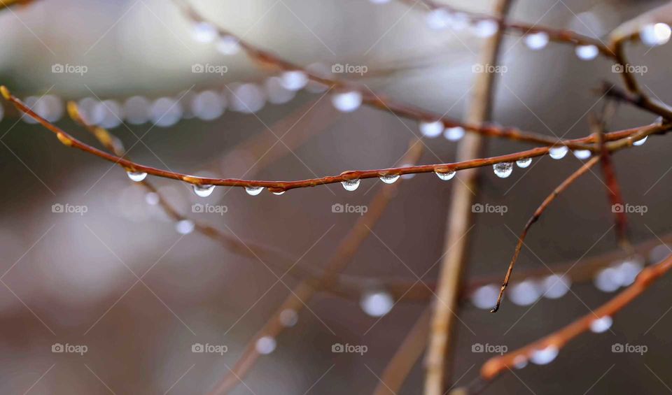 Raindrops on tree
