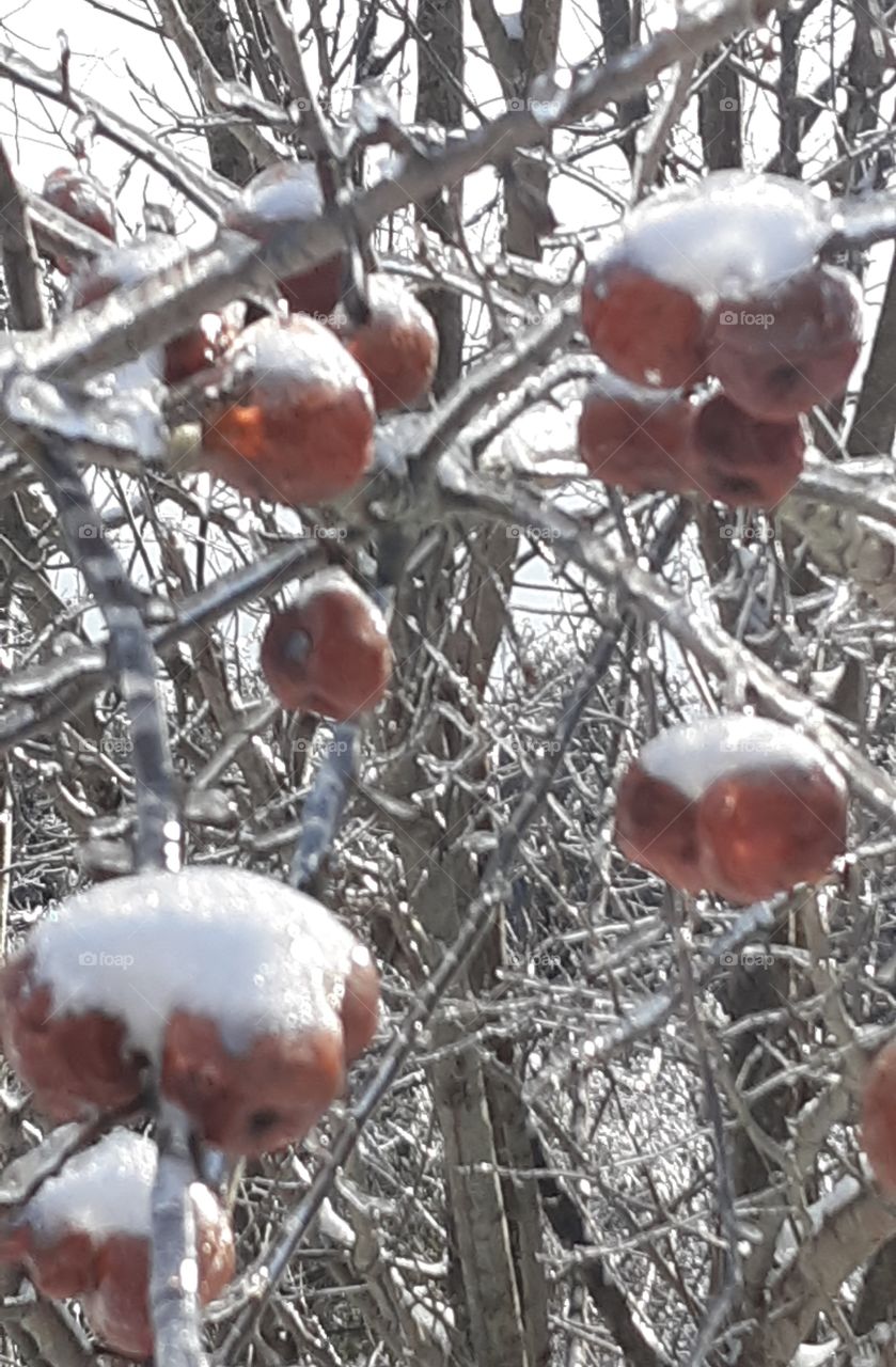 frozen red apple