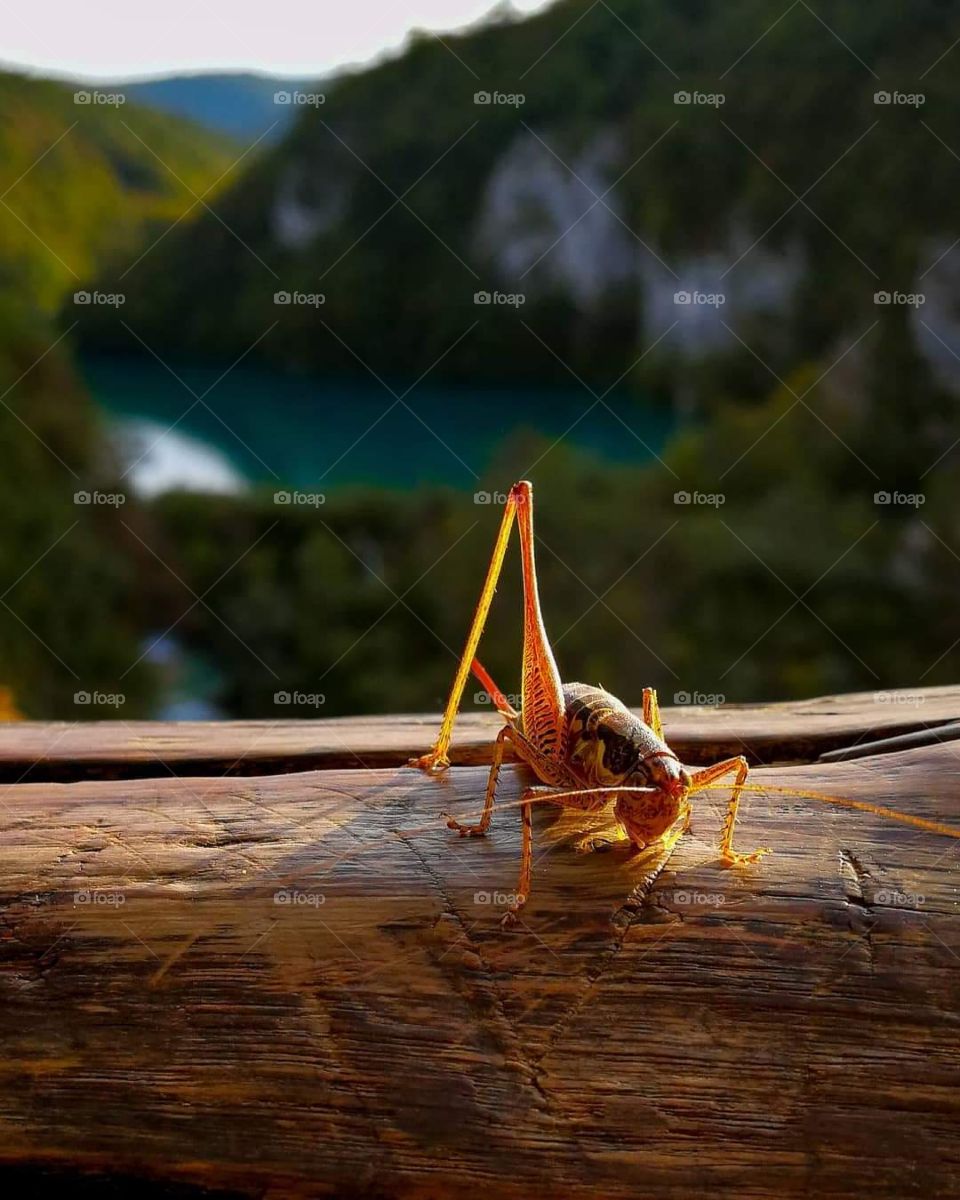 A strange shape tree in the Plitvice Lakes