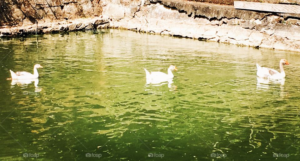 Na chácara do Sogro, ao pé da Serra do Japi, os #gansos nadam prazerosamente na tarde bucólica.
🦆 
#lago #natureza #fotografia #SerraDoJapi #Jundiaí