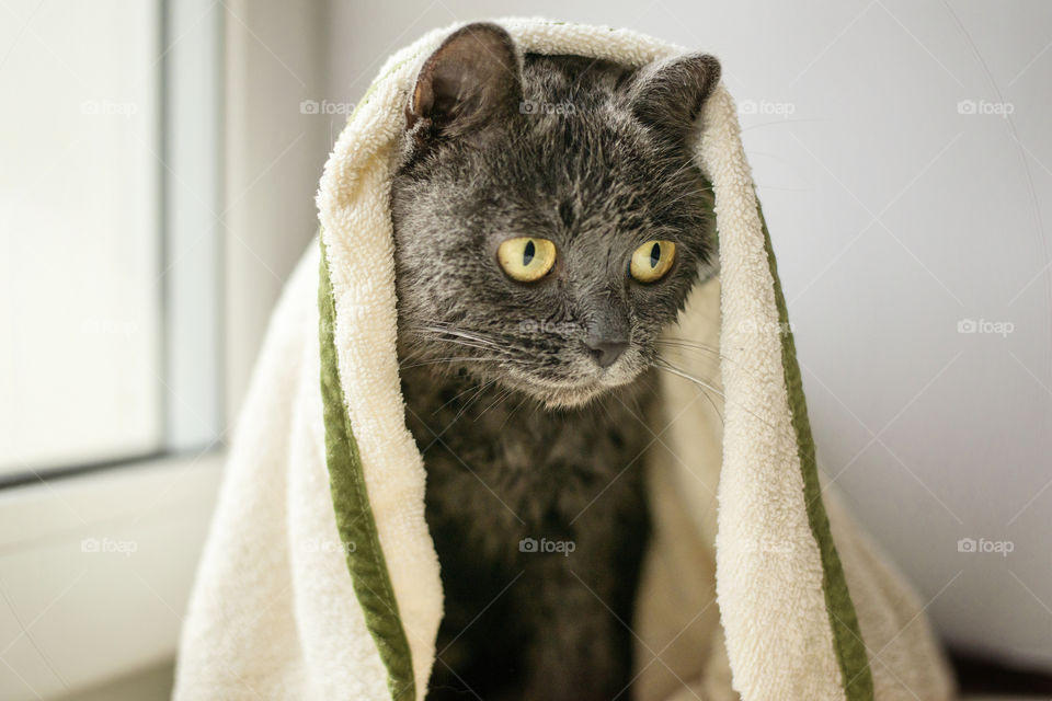 cat in a towel