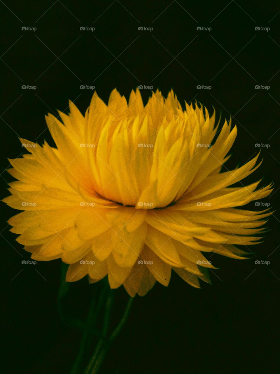 elicrisium yellow flower