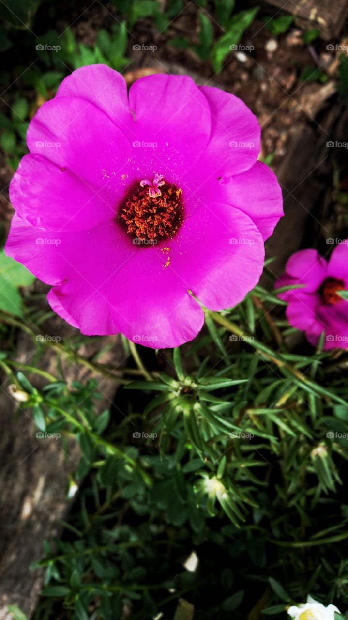 Flower Rose