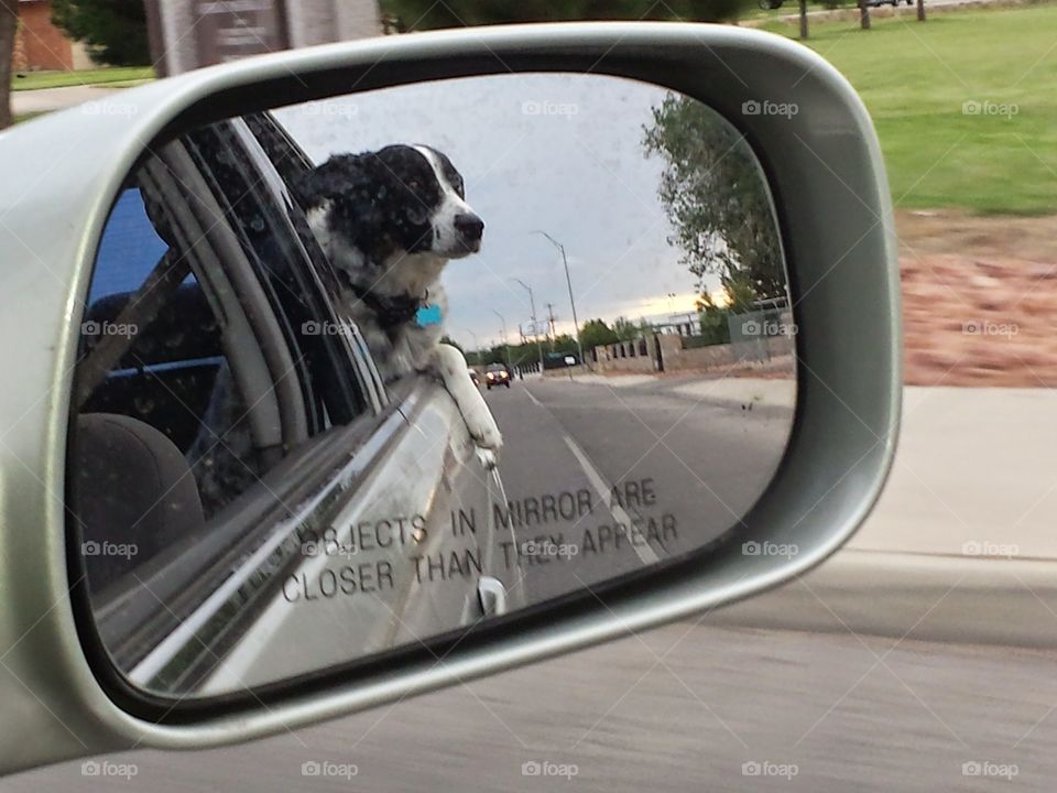 border collie riding in car
