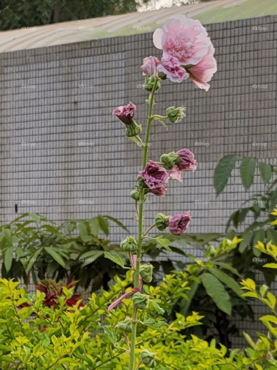 Pink flowers bloom.