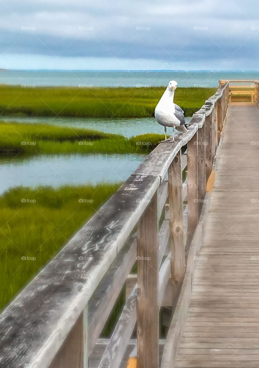 Curious seagull sitting on the railing of the boardwalk.  He was looking at me funny...