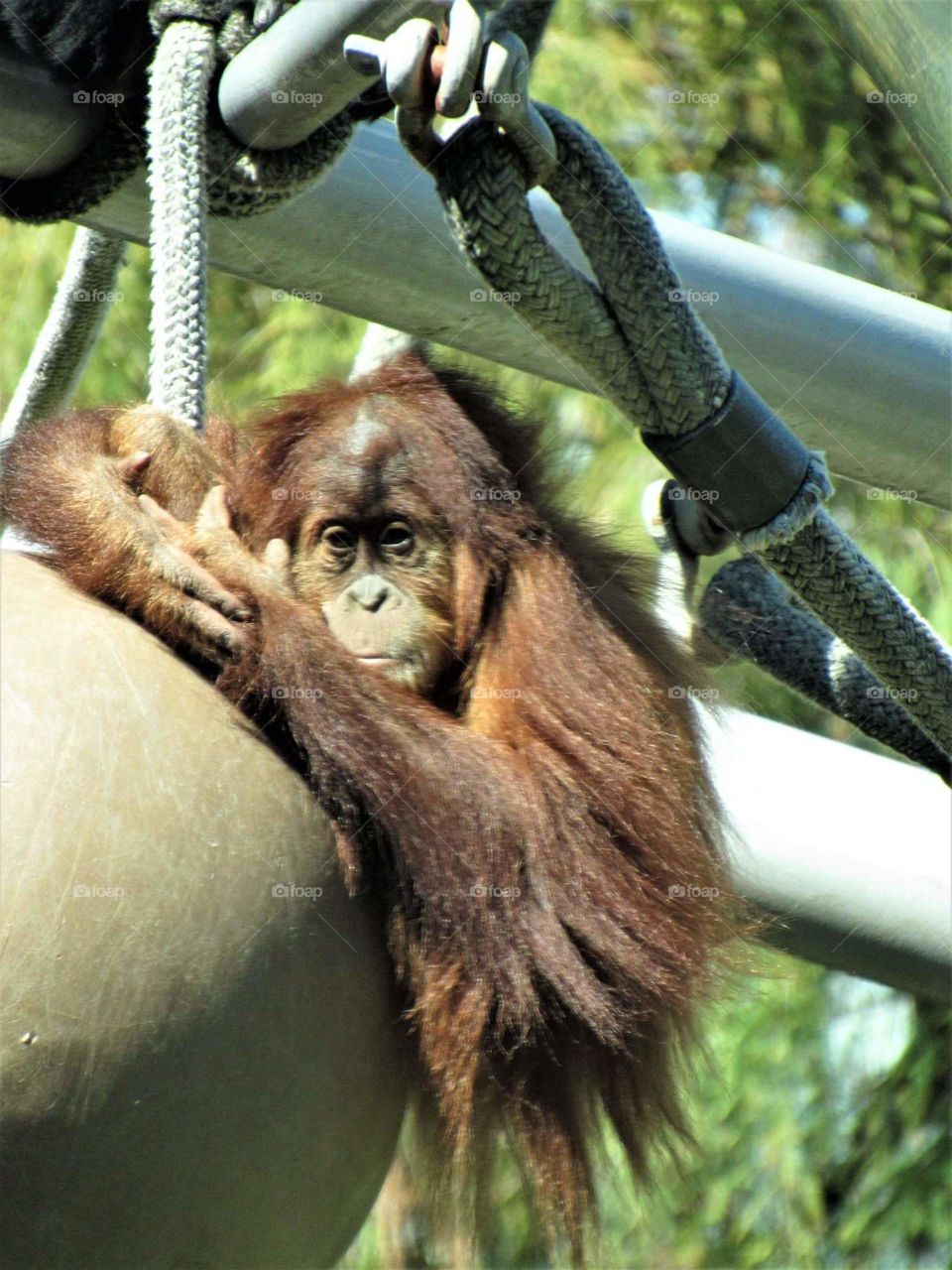 Orangutan just hanging out 