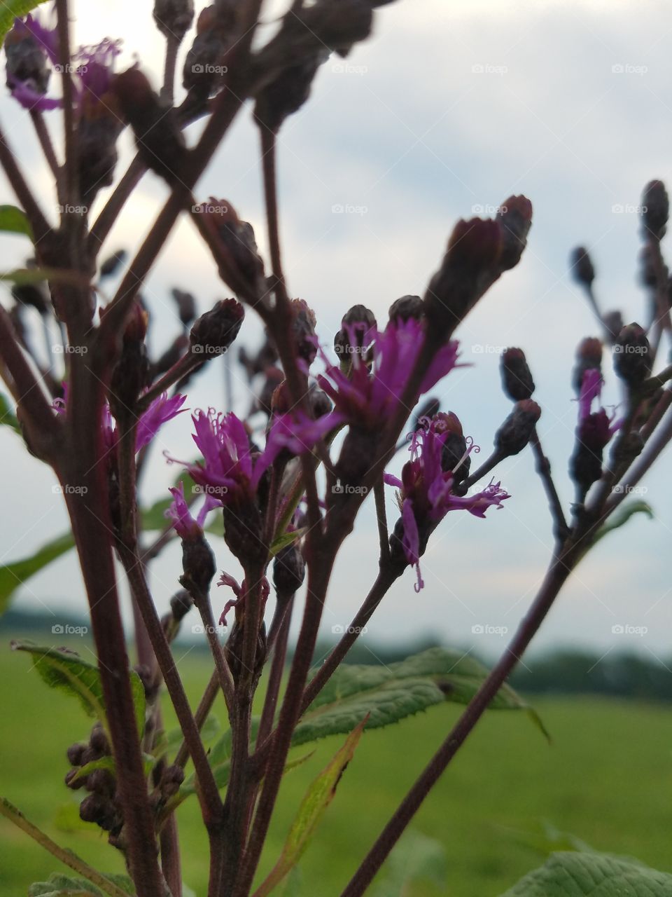 Flower, No Person, Nature, Flora, Leaf