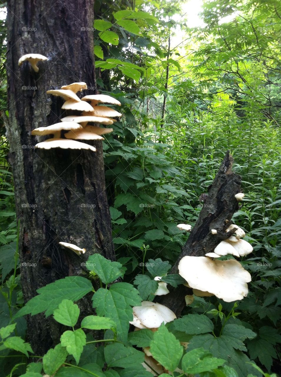 Mushroom fungi growing on tree in woods