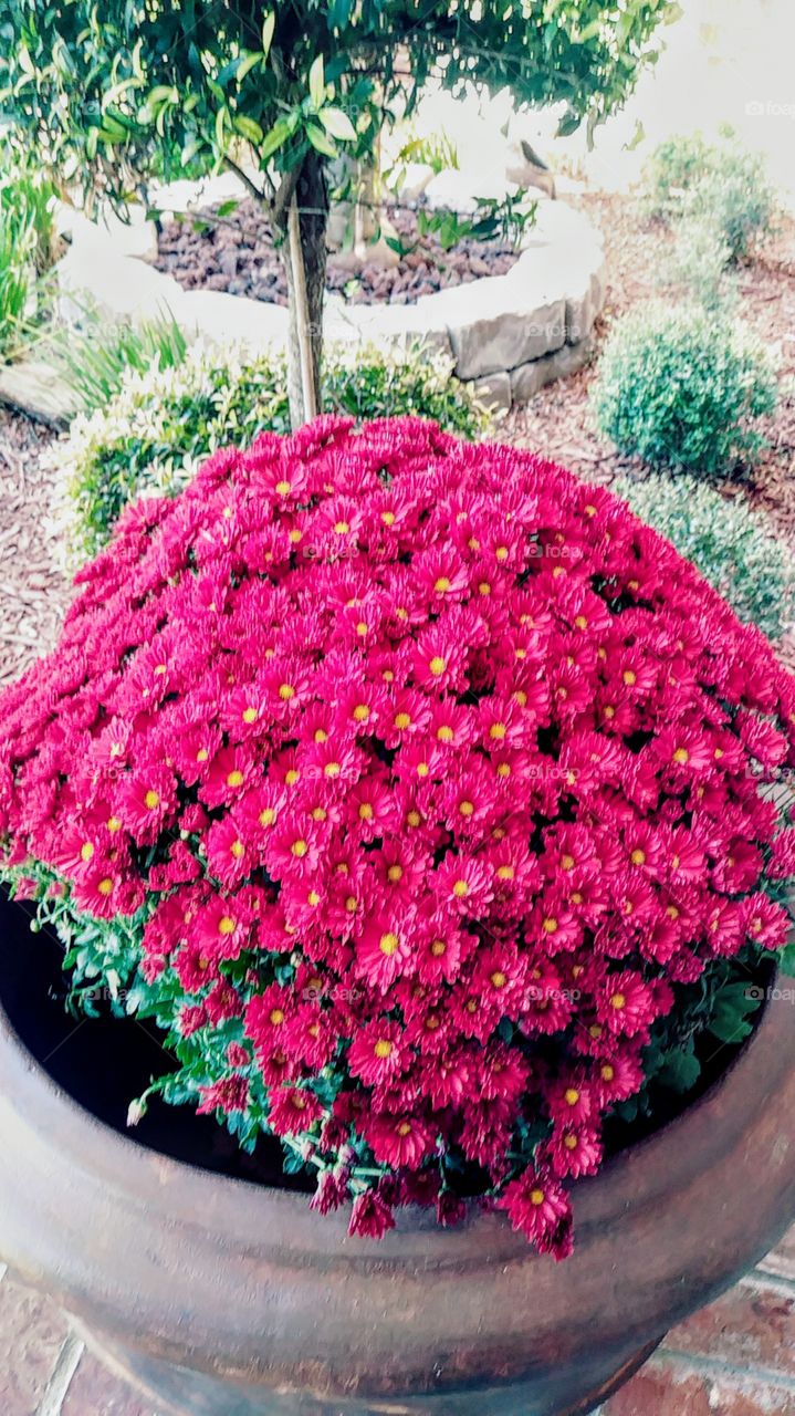 mums in the fall