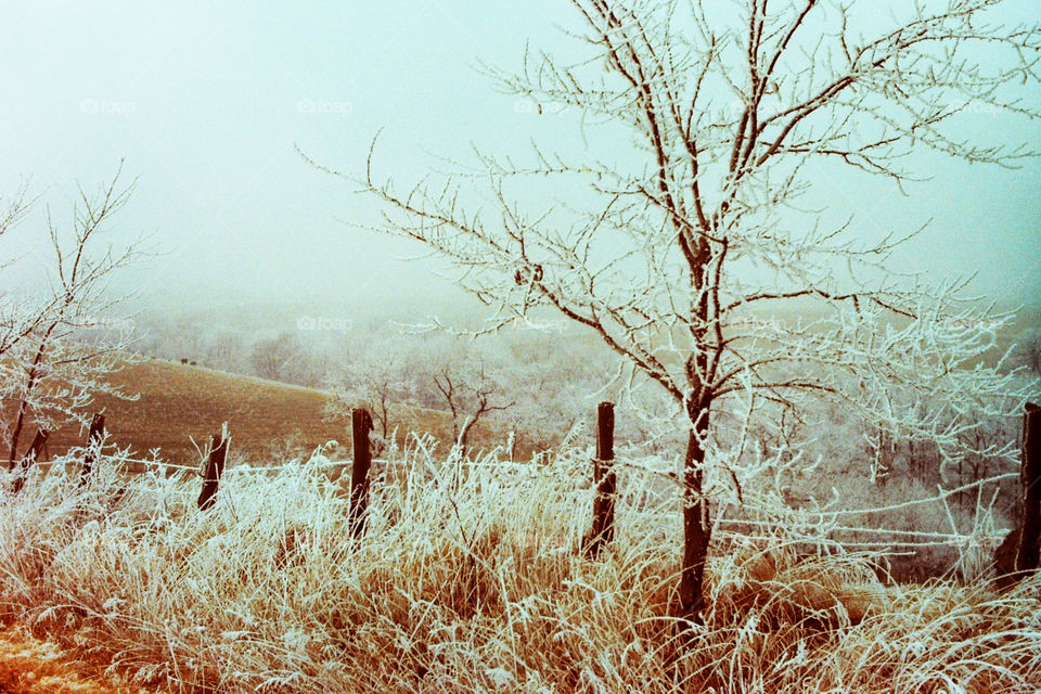 Frosty Fence. Frosty Fence