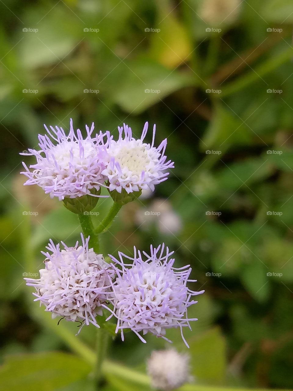 purple white wild flower
