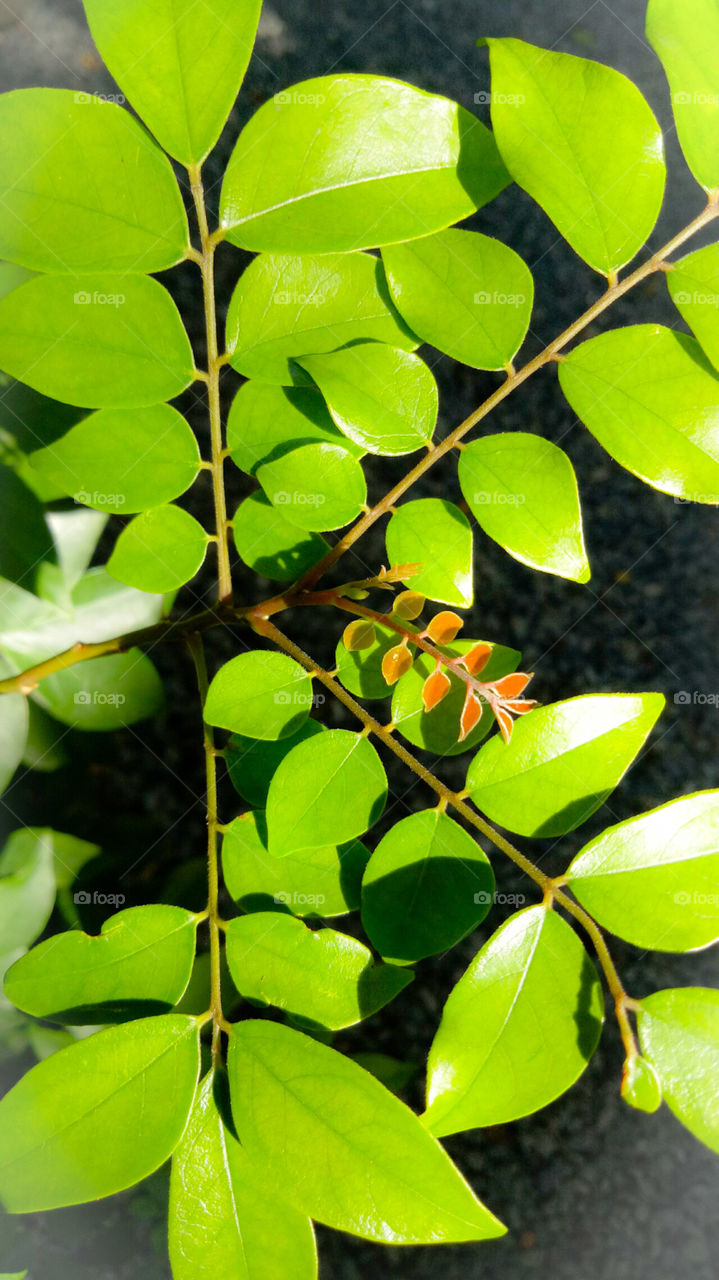 Sunny leaf