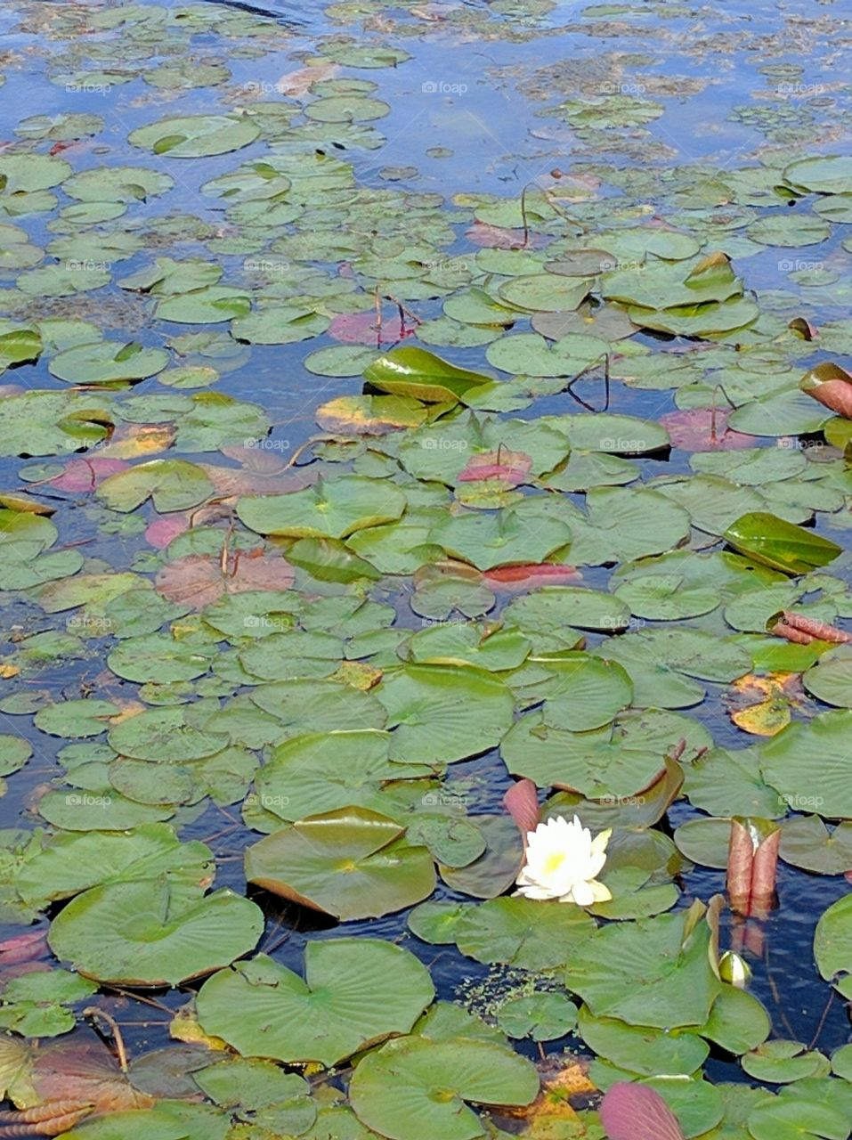 Water Lilies