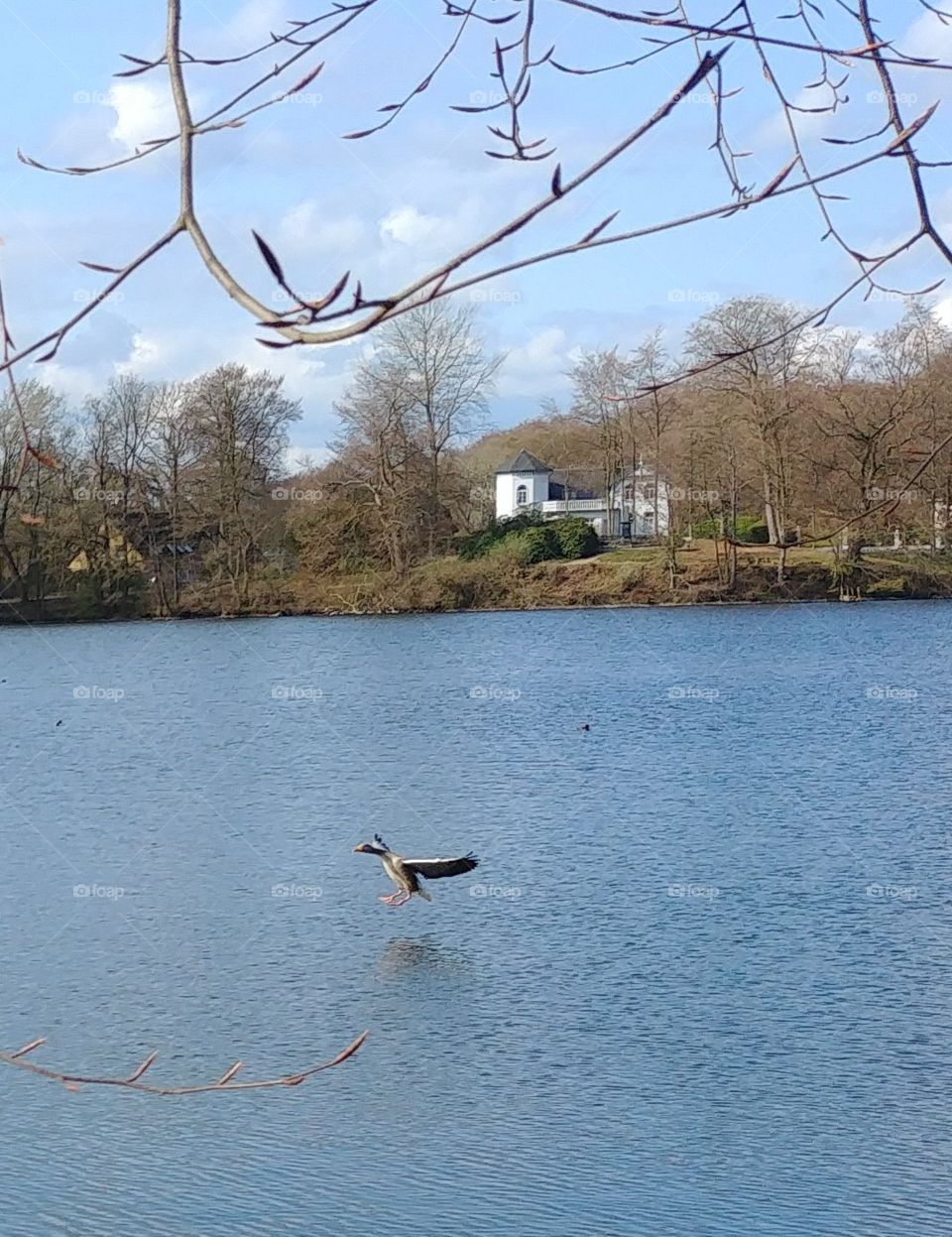 see ent Wasser Frühling ganz fliegen