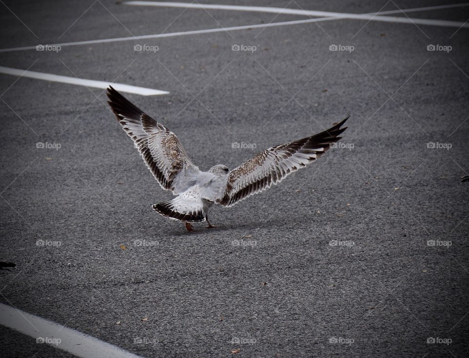 Seagull on street
