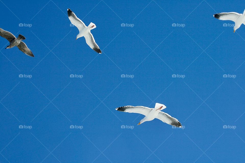 Seagulls 