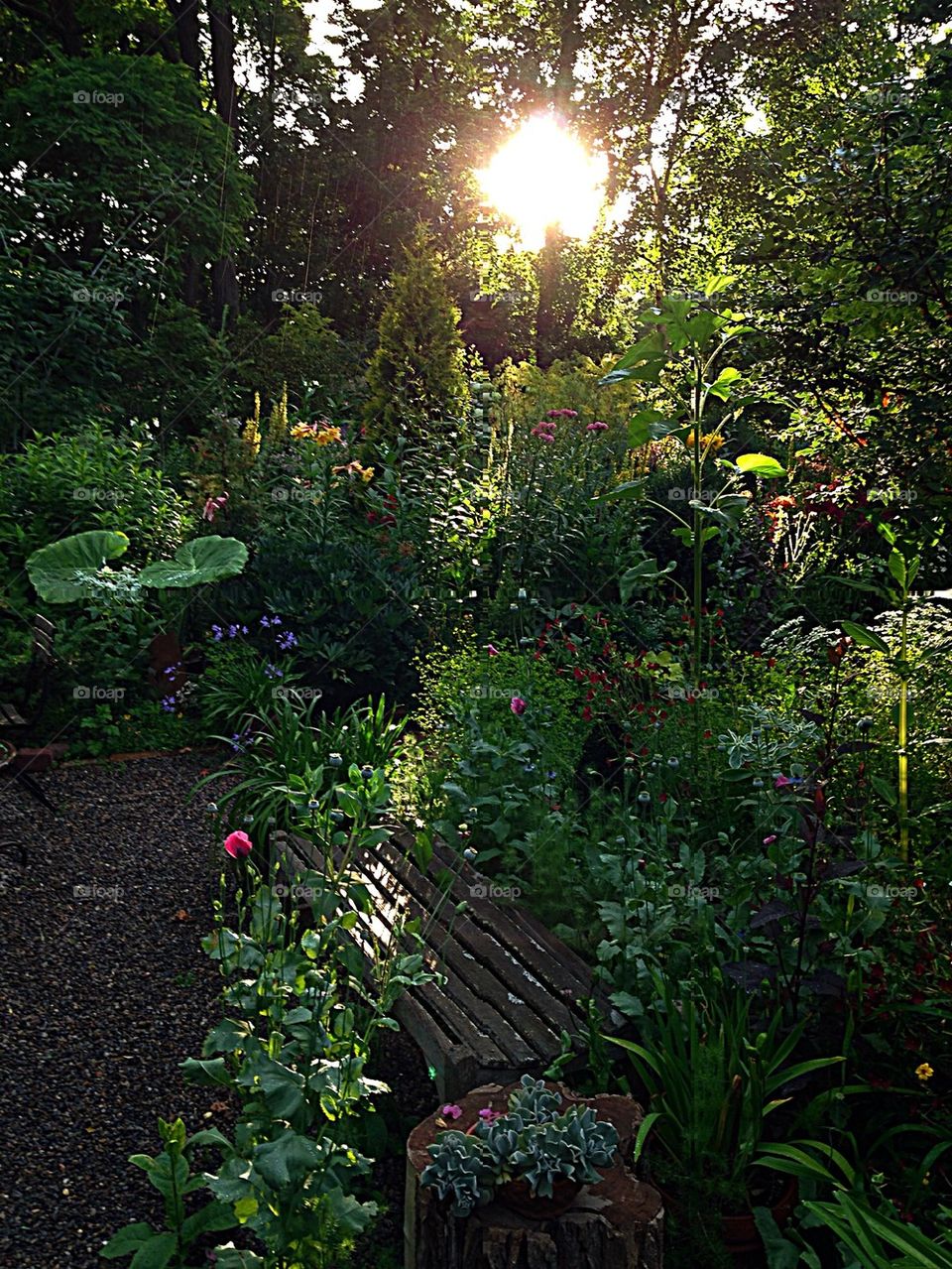 Sunset Garden