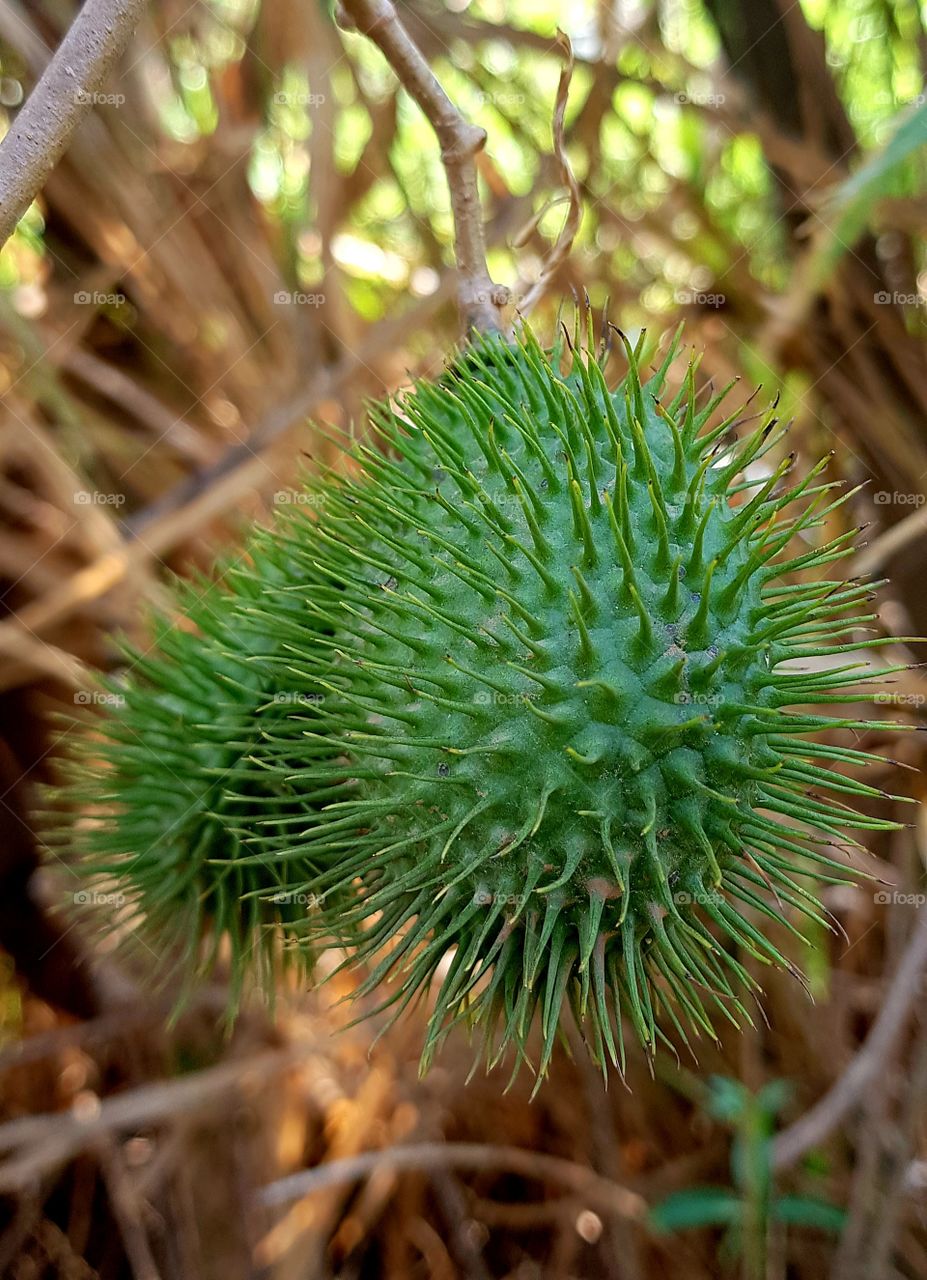 seed of alamanda - botanical garden  Jundiai