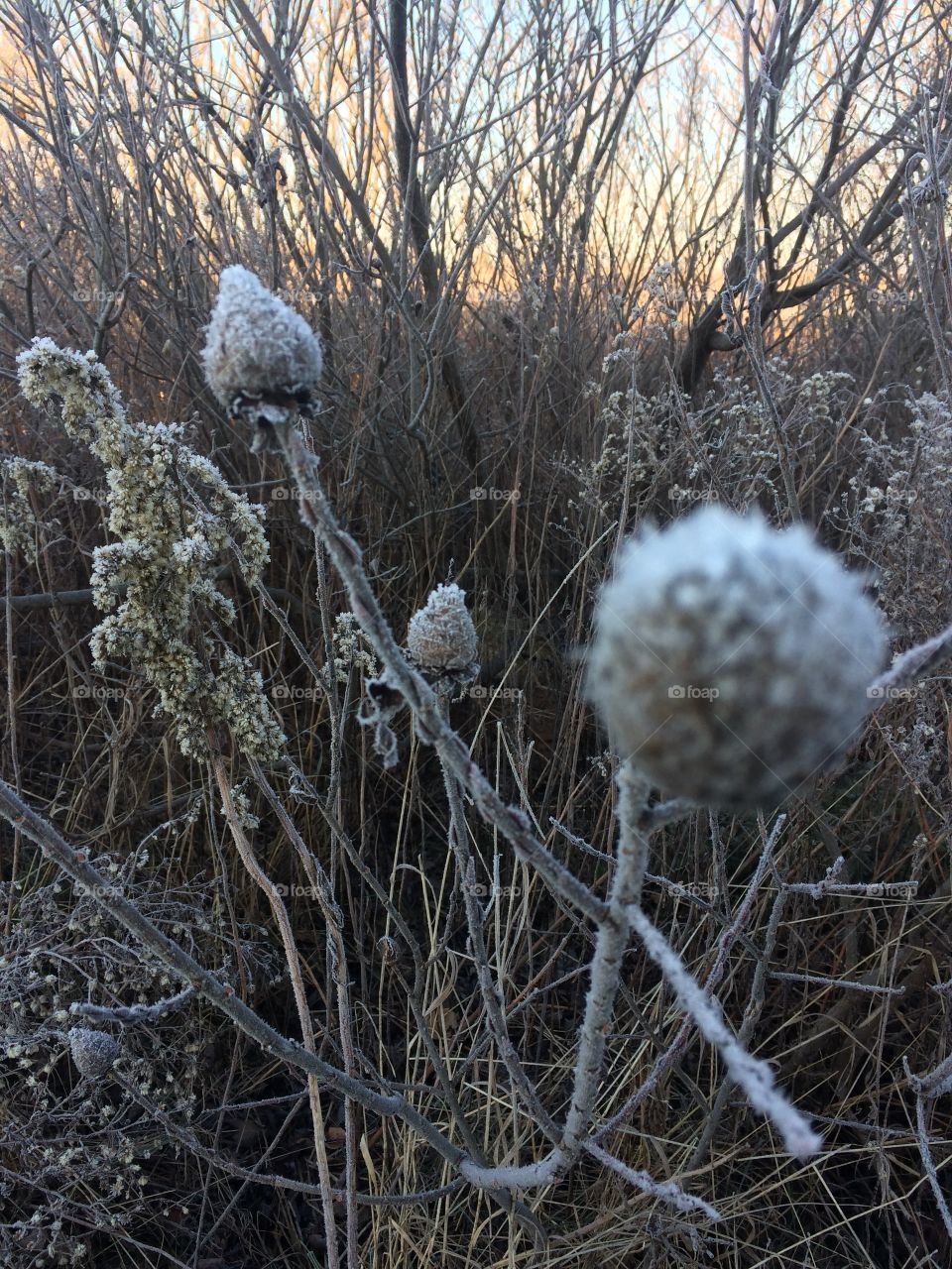 Frost covered plants 